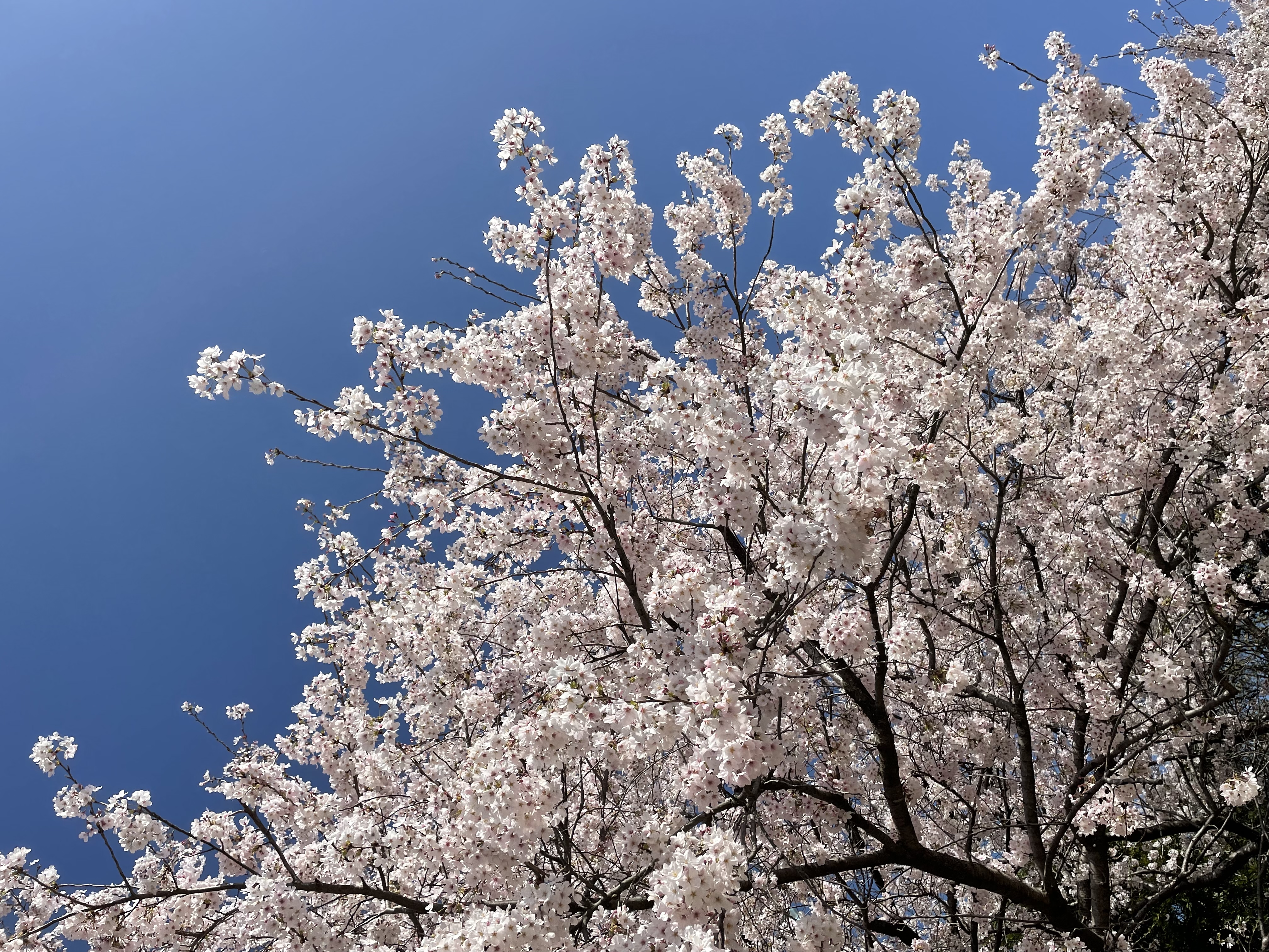 🌸新年度スタート🌸