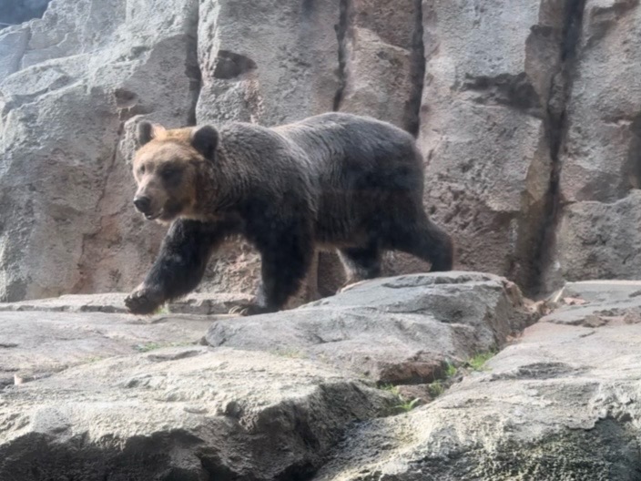 クマさんの歯の豆知識
