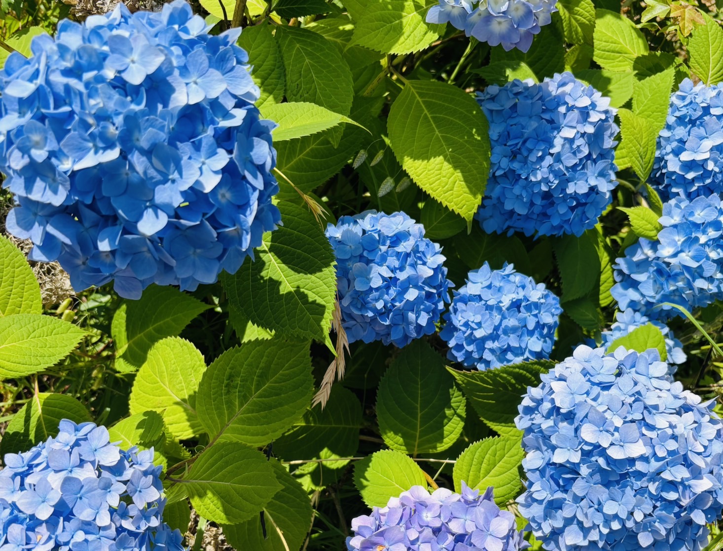 みんなで虫歯予防！