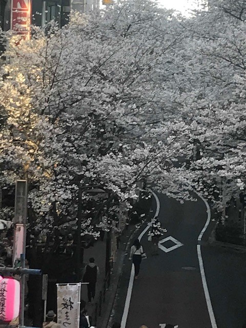 桜満開🌸笑顔も満開